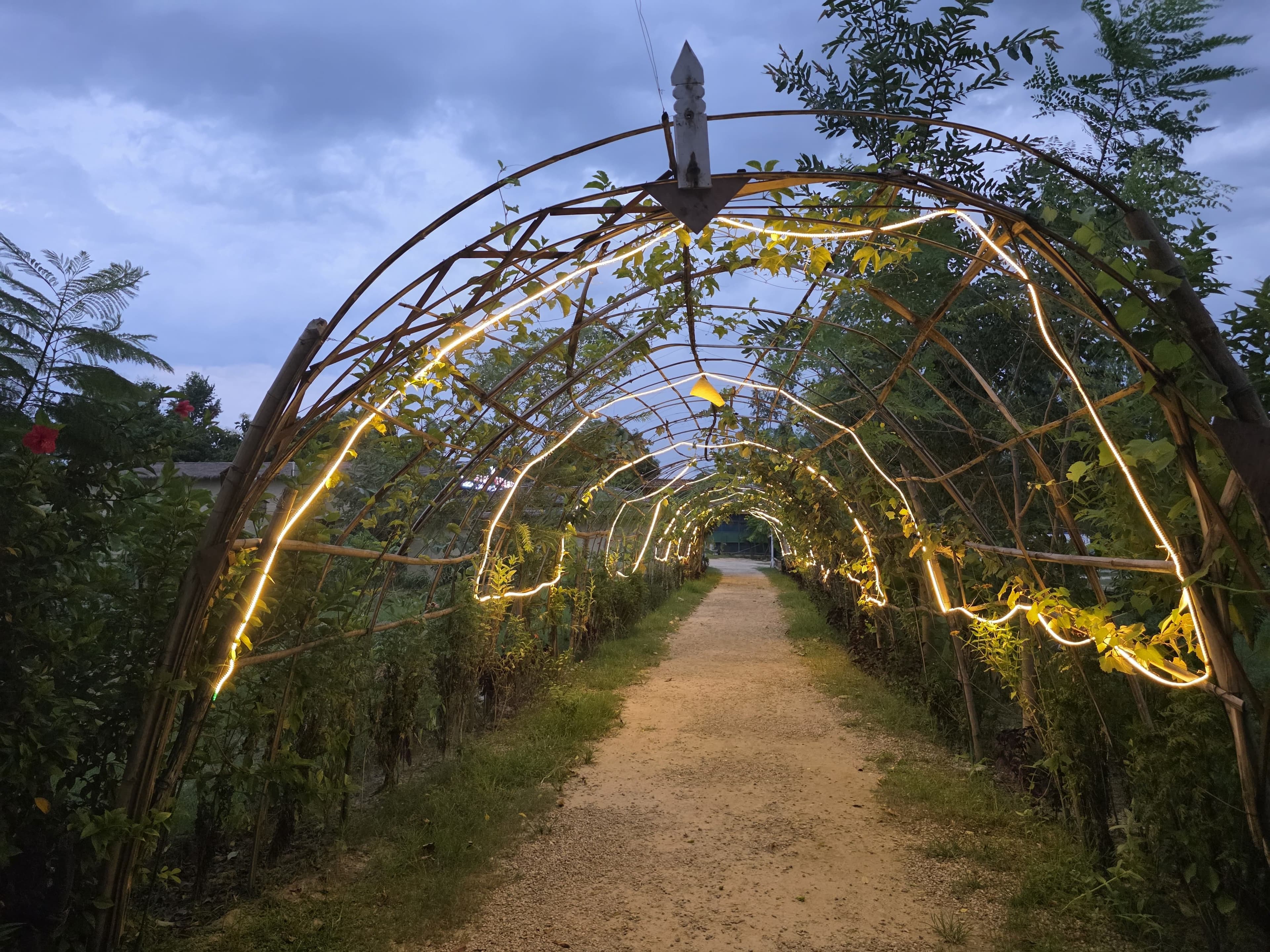 Illuminated vine tunnel at dusk