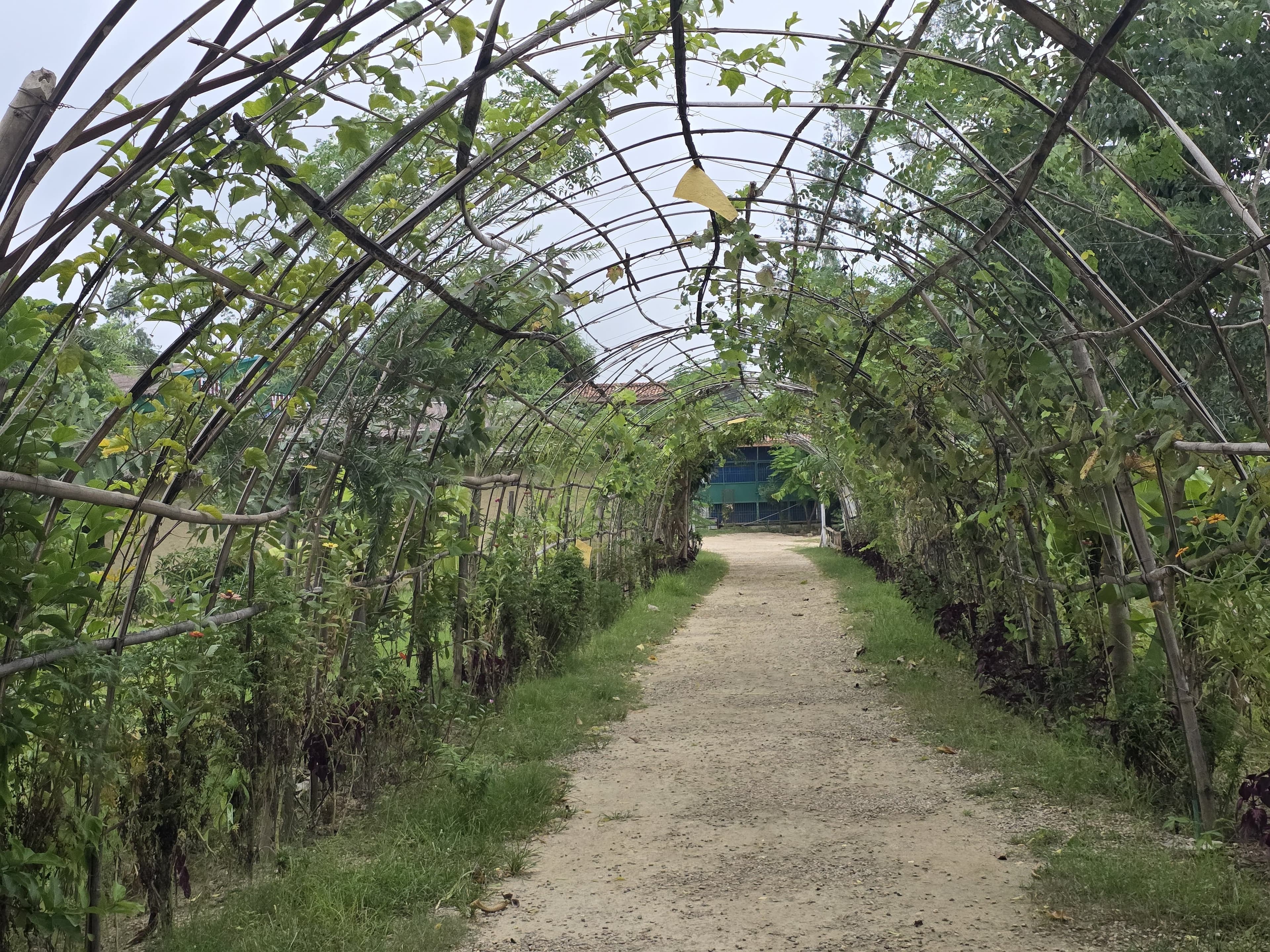 Natural vine archway pathway through gardens